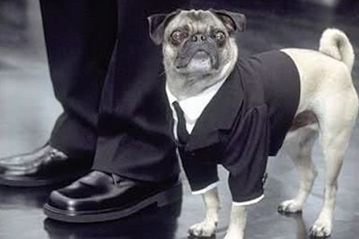 Frank the talking and singing pug holds his own against Will Smith and Tommy Lee Jones in <i>Men in Black</i> 1 and 2. He makes a cameo in <i>Men in Black 3</i> on a poster in Will Smith's room, and on a Coney Island billboard.