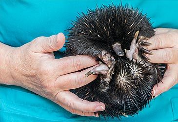 What is the taxonomic family name for echidnas?