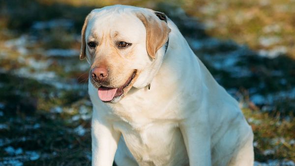 Overweight dog