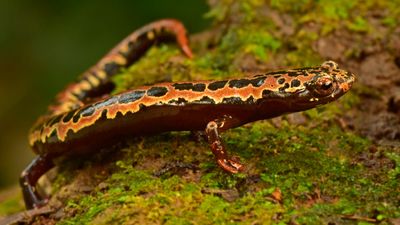 Salamander bolitoglossa