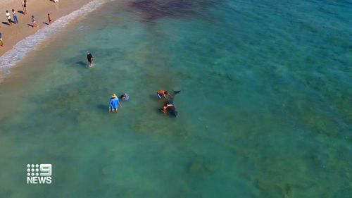 Camera footage captured the young whale stranded and in distress in the water in Port Willunga. 