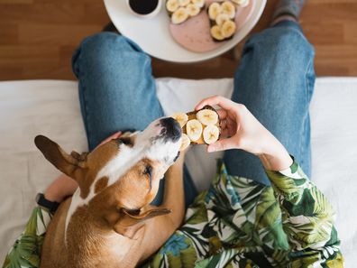 Dog eating banana iStock photo
