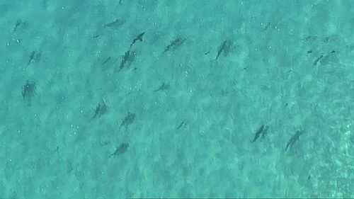 A cluster of sharks has been captured off the coast of North Stradbroke Island this morning. (9NEWS)