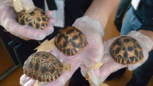 French customs find 170 rare baby tortoises in crate at airport