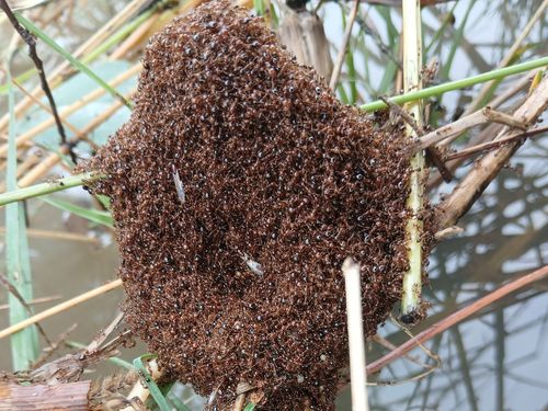 Fire ant infestation risk after Queensland flooding from ex-Cyclone Alfred