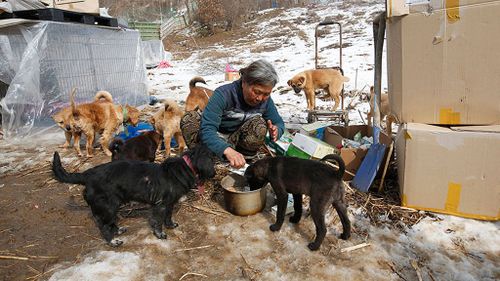 Ms Sook feeds her dogs at a shelter in Asan, South Korea.
(AP/Lee Jin-man)
