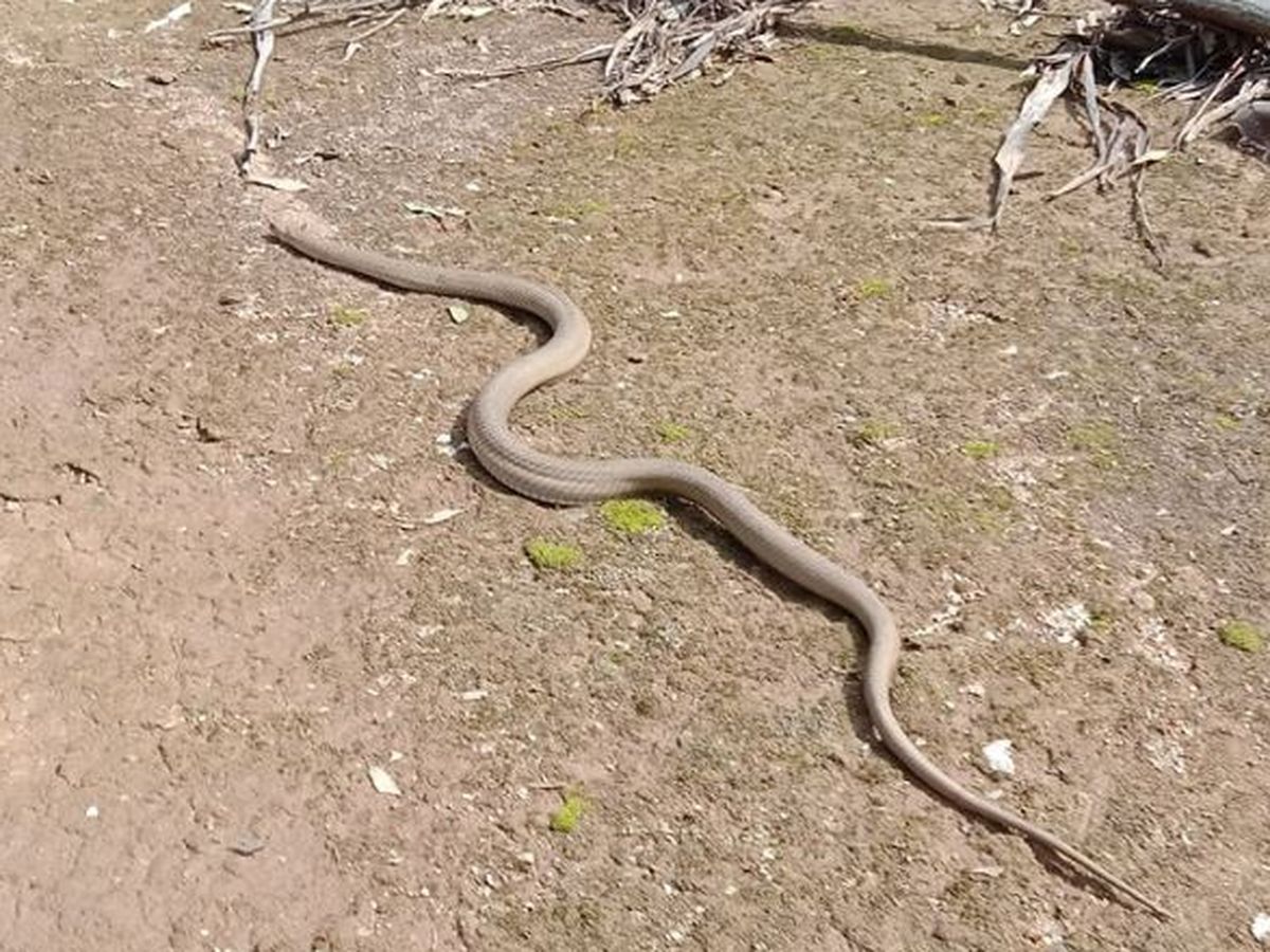 Victoria: Snake sightings soar in residential areas affected by floods