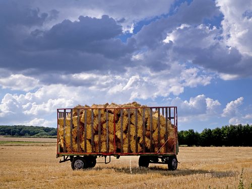 Hay bales are collected on a wagon in a field in Wehrheim near Frankfurt, Germany.