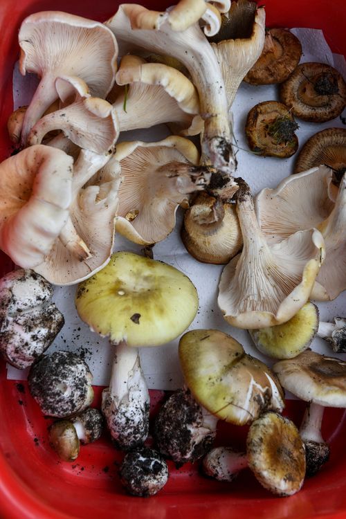 Poisonous mushrooms found in Australia include the death cap mushroom, ghost fungus and poison pax.