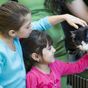 New problem facing cat shelters after vaccine shortage ends