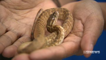 Family's slithery fright after snake emerges from new bird cage