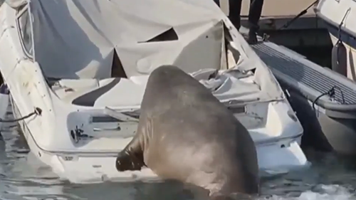 Freya the walrus is wreaking havoc in Norway