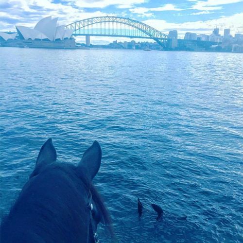 Sydney Harbour seal snapped ‘waving’ at police horse