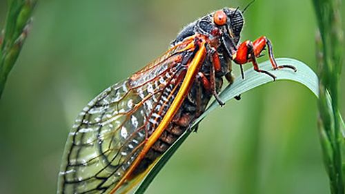 Cicada on leaf (Getty)