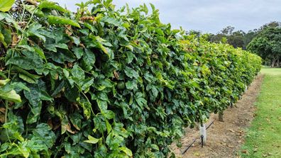 A flourishing passionfruit farm in Queensland in winter