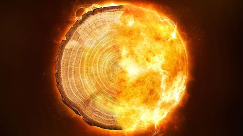 Les cernes des arbres et une éruption solaire