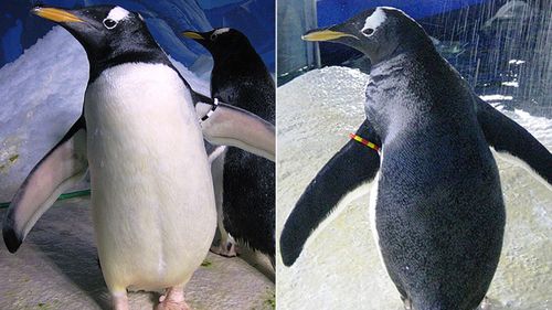 'Gay' penguins prepare to breed