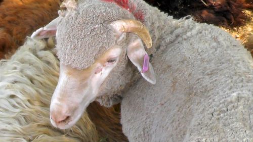 Almost 3000 sheep died en route to the Middle East last August. (AAP)