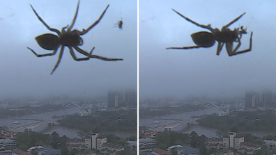 Spider eats insect live TV Brisbane weather camera Today