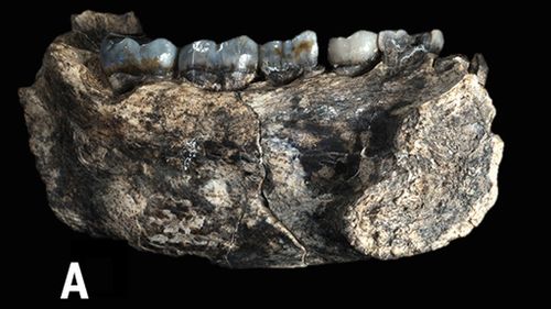 Jawbone fossil in Ethiopia sheds light on human origins
