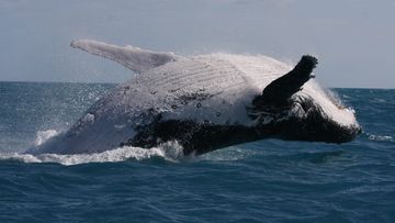 Humpback whale - ONE SCIMEX USE ONY
