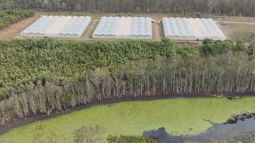 The cannabis farm had been operating in the Fraser Coast hinterland for about 18 months, police will allege. 