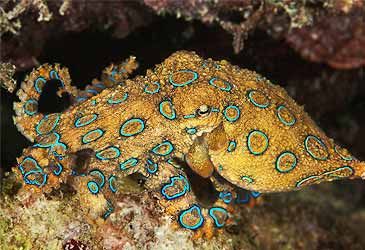 Which term best describes the diet of the blue-ringed octopus?