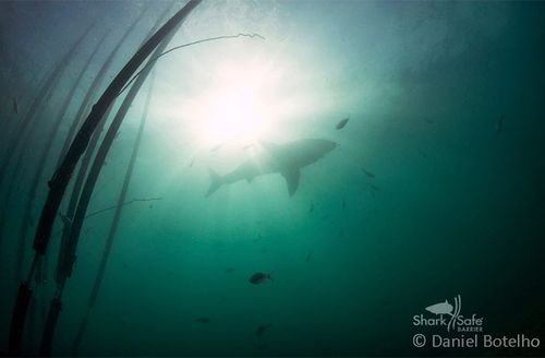 A great white shark peacefully swims around the Sharksafe Barrier (Photo courtesy, Daniel Botelho / Sharksafe Barrier)
