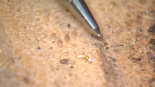West Indian drywall ﻿termites detected in Queensland.