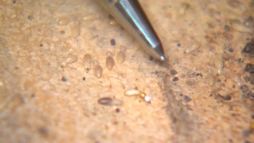 Harmful West Indian drywall termite species detected in houses