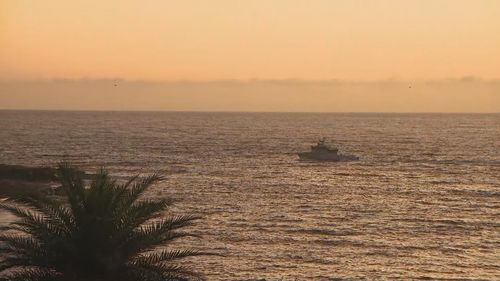 Sydney shark attack