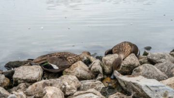 Hundreds of birds and other animals have been found dead in Brisbane, with experts saying they believe they may have been poisoned.