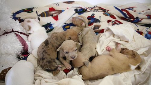 The RSPCA is urging anyone who is unable to care for newborn puppies to surrender them in person to a shelter and if possible keep the mother dog with them too.