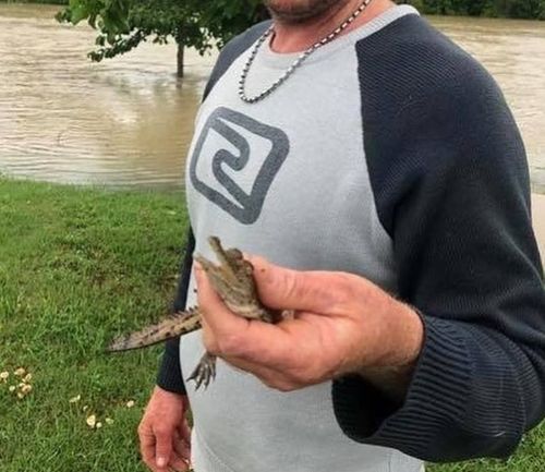 A photo of man holding a baby crocodile