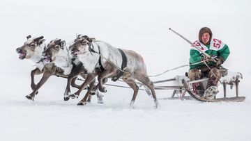 Thawing reindeer carcasses trapped in ice unleash anthrax in Siberia