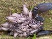 Scorpion unearthed under flower pot in Sydney