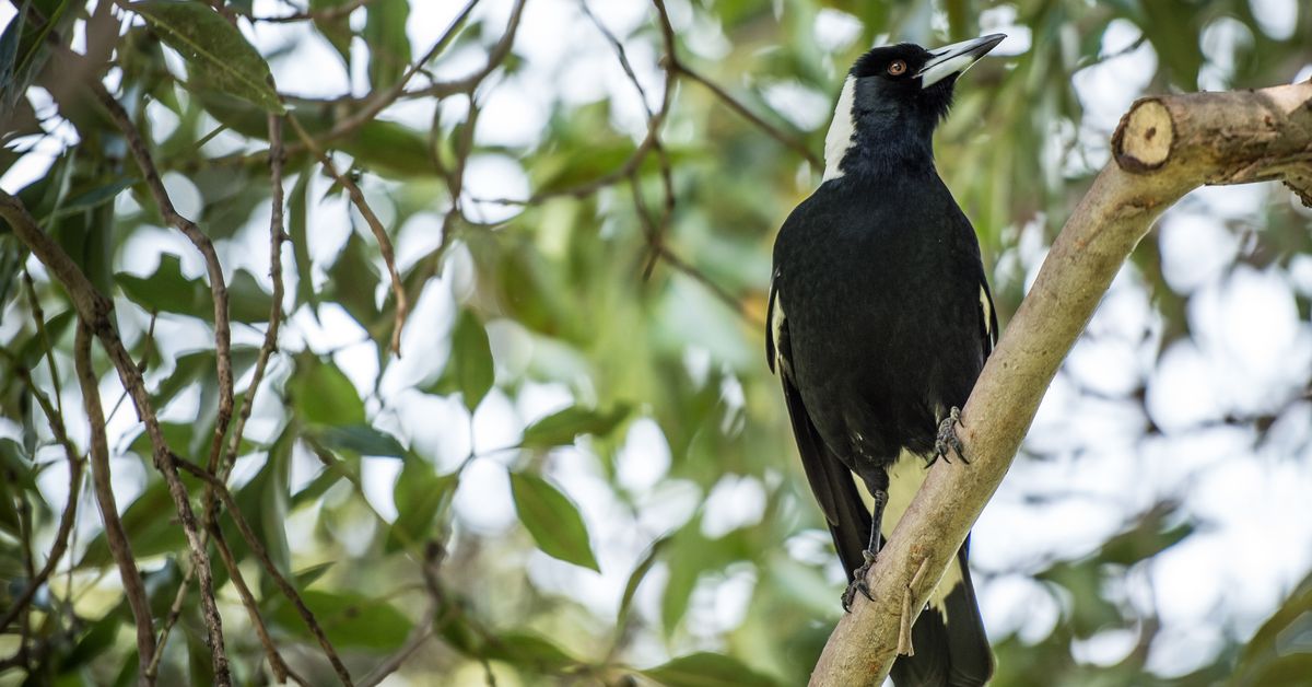 Magpies outwit Queensland scientists by helping each other remove tracking devices - 9News