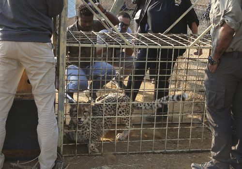 A cheetah lies inside a transport cage.