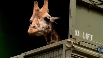 A giraffe from ﻿Perth Zoo has embarked on an epic road trip to Adelaide.Three-year-old Inkosi is off to find love at Monarto Safari Park as part of a crucial breeding program.