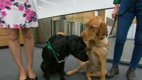 Dogs are lending a paw to victims of crime. (9NEWS)