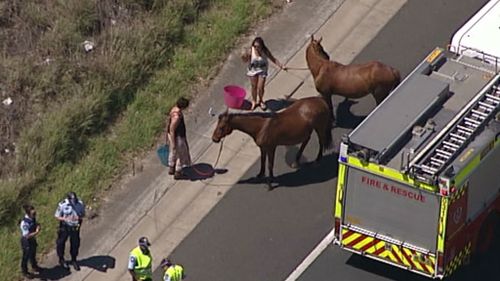 Horses walk away after float rolls on Sydney motorway