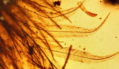Feathered dinosaur tail found at Myanmar amber market