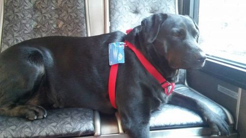 Seattle dog develops cult following after travelling solo to park on the bus