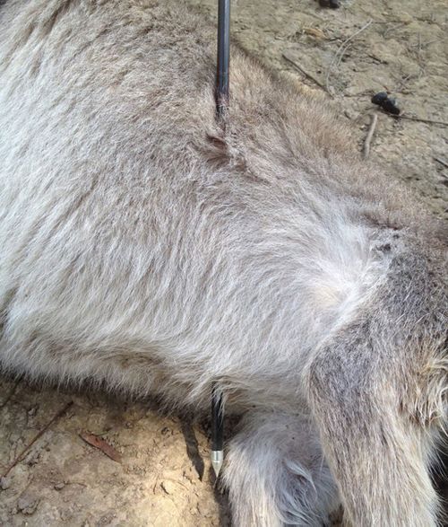 The kangaroo was found in Bundoora by wildlife rescue crews. (Lort Smith Animal Hospital/ Facebook) 