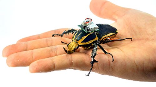 The cyborg beetle is small enough to be able to reach areas mechanical drones cannot, making the technology particularly useful in emergency operations. (Nanyang Technological University)