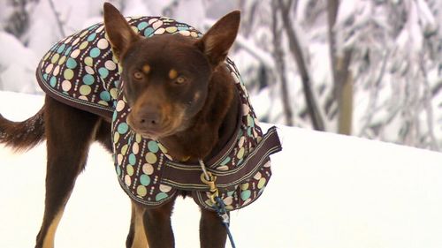 Dusty the kelpie was kept on a lead by his former owner for days without food or water. (9NEWS)