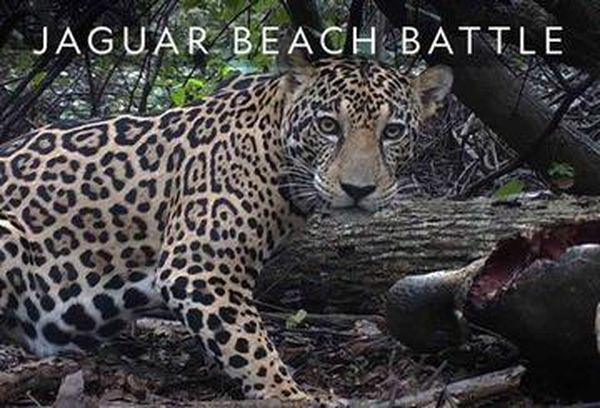 Jaguar Beach Battle