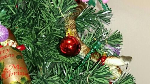'Tiger snake tinsel' found on Melbourne Christmas tree