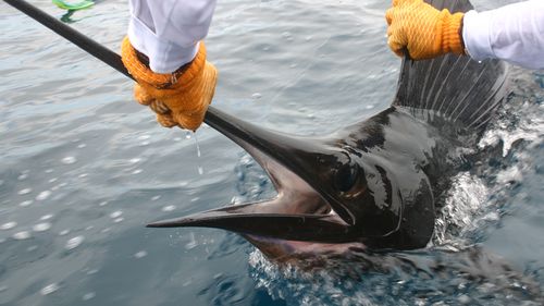 This is an example of the sailfish which injured 73-year-old Katherine Perkins, and not the exact fish.