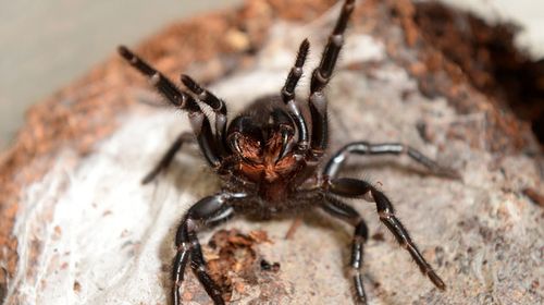 Mum mistakes funnel web for a toy spider